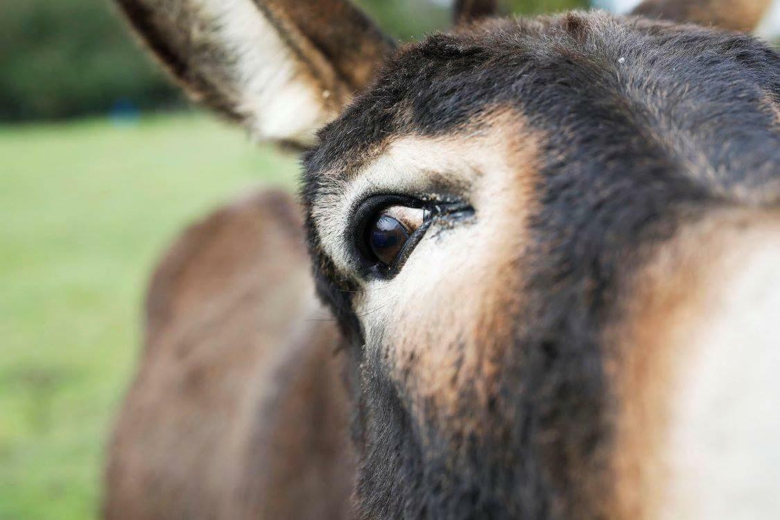 Domaine De Kernanou Hotell Ploërmel Eksteriør bilde